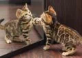 Can Cats Recognize Themselves in a Mirror 4 Can Cats Recognize Themselves in a Mirror