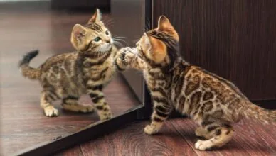 Cats Recognize Themselves in a Mirror