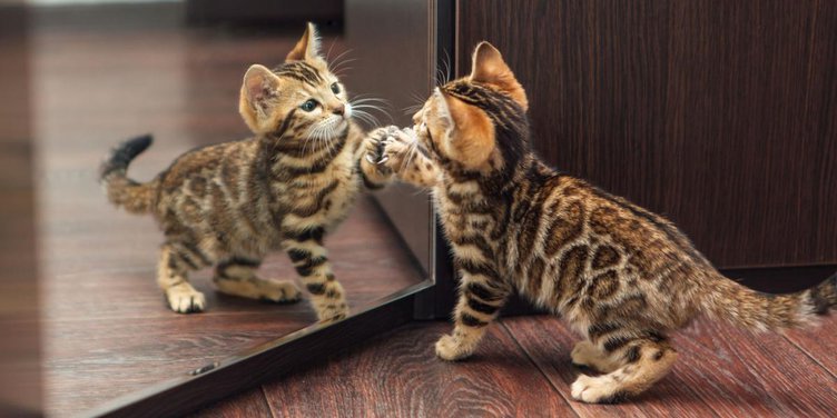 Cats Recognize Themselves in a Mirror