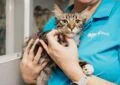 How to Adopt a Pet: A Step-by-Step Guide 6 How to Adopt a Pet: A Step-by-Step Guide