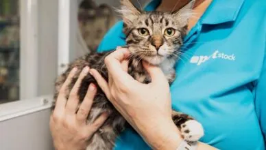 How to Adopt a Pet: A Step-by-Step Guide