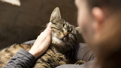 How to Adopt a Senior Pet and Provide Loving Care