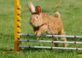 How to Build a DIY Rabbit Playpen 3 How to Build a DIY Rabbit Playpen