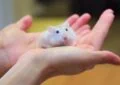 How to Build a Homemade Hamster Wheel for Exercise