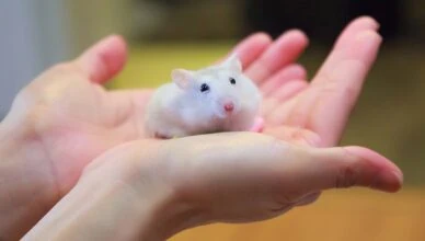 How to Build a Homemade Hamster Wheel for Exercise