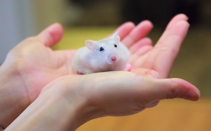 How to Build a Homemade Hamster Wheel for Exercise