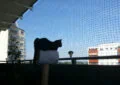 How to Cat-Proof Your Home for Safety