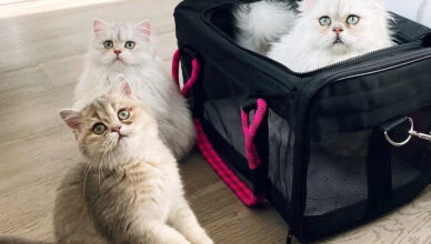 cat carrier