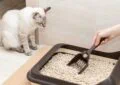 How to Choose the Right Cat Litter for Your Pet 6 How to Choose the Right Cat Litter for Your Pet
