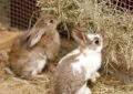 How to Choose the Right Rabbit Hay for Your Pet 4 How to Choose the Right Rabbit Hay for Your Pet