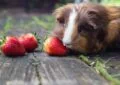 How to Choose the Right Vegetables for Guinea Pig Nutrition 5 How to Choose the Right Vegetables for Guinea Pig Nutrition