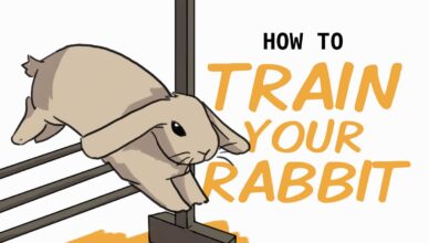 rabbit