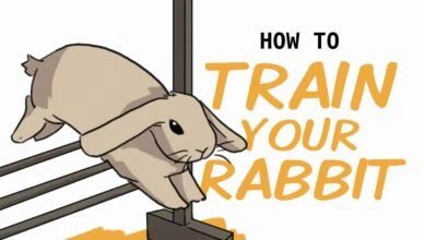 rabbit
