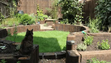 How to Create a Cat-Friendly Garden Space 1
