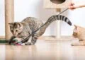 How to Create an Enriching Environment for Your Cat 4 How to Create an Enriching Environment for Your Cat