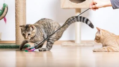Enriching Environment for Your Cat