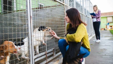 How to Find Reputable Animal Rescues and Shelters