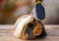 How to Groom Guinea Pig Hair for a Healthy Coat