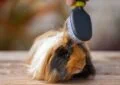 How to Groom Guinea Pig Hair for a Healthy Coat 6 How to Groom Guinea Pig Hair for a Healthy Coat