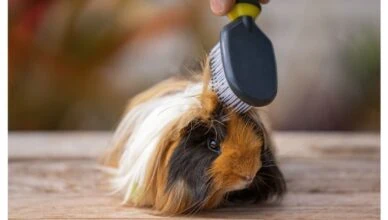 How to Groom Guinea Pig Hair for a Healthy Coat