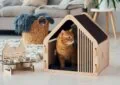 How to Help Your Cat Adjust to a New Home Environment? 5 How to Help Your Cat Adjust to a New Home Environment?
