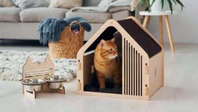 Cat Adjust Home