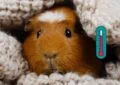 How to Identify and Treat Common Guinea Pig Illnesses