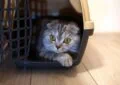 How to Introduce a New Cat to Your Home