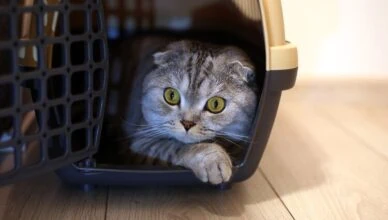 How to Introduce a New Cat to Your Home