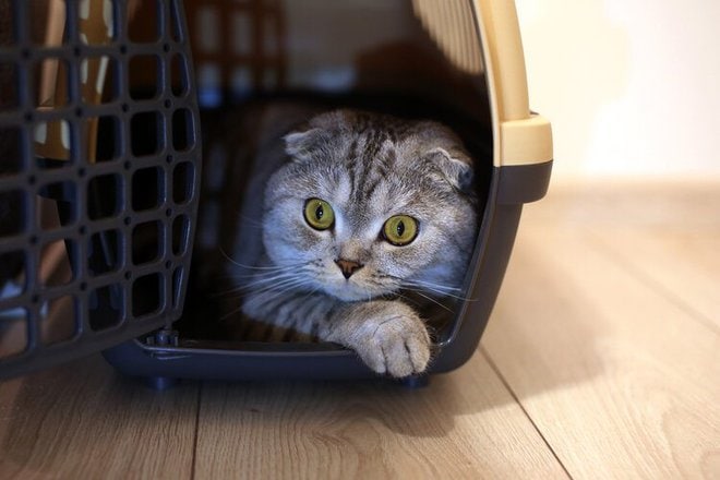 How to Introduce a New Cat to Your Home