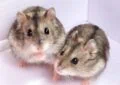 How to Introduce Two Hamsters for Safe Socialization