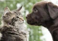 How to Introduce Your New Pet to Existing Pets