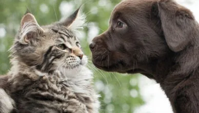How to Introduce Your New Pet to Existing Pets