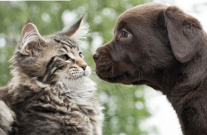 How to Introduce Your New Pet to Existing Pets