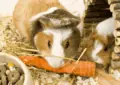 How to Keep Guinea Pig Teeth Healthy With Chew Toys 7 How to Keep Guinea Pig Teeth Healthy With Chew Toys