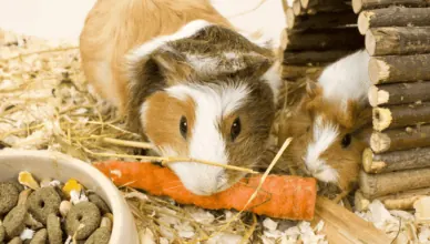How to Keep Guinea Pig Teeth Healthy With Chew Toys