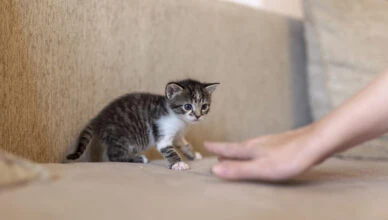 How to Navigate the Adoption Process: Tips for Success