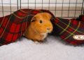 How to Prepare Your Home for a New Guinea Pig Arrival