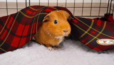 How to Prepare Your Home for a New Guinea Pig Arrival