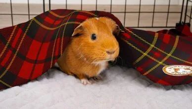 How to Prepare Your Home for a New Guinea Pig Arrival