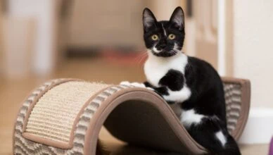 Prepare Your Home for a New Kitten