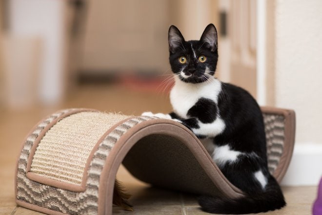 Prepare Your Home for a New Kitten
