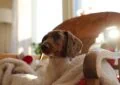 How to Prepare Your Home for Adopting a Pet 6 How to Prepare Your Home for Adopting a Pet