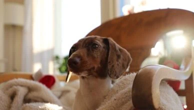How to Prepare Your Home for Adopting a Pet