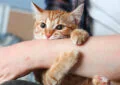 How to Prevent Common Cat Behavior Problems 5 How to Prevent Common Cat Behavior Problems