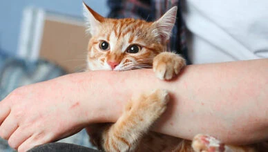 How to Prevent Common Cat Behavior Problems