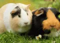 How to Properly Introduce Two Guinea Pigs to Each Other 5 How to Properly Introduce Two Guinea Pigs to Each Other