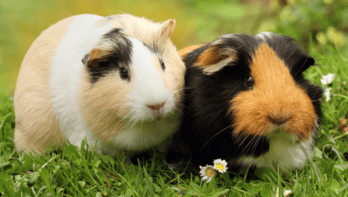 pigs