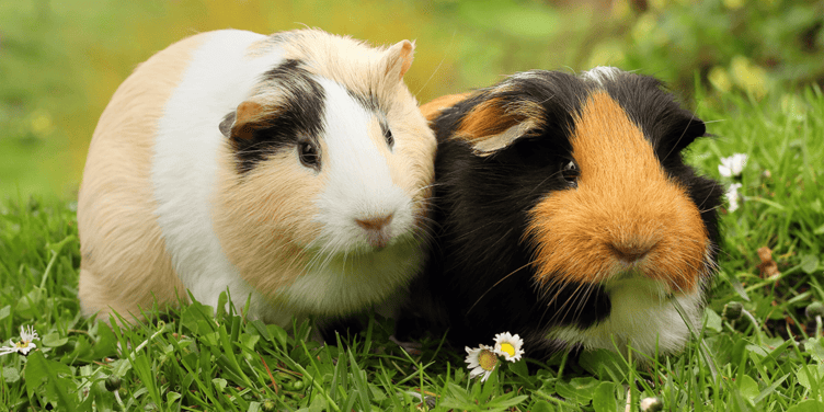 pigs