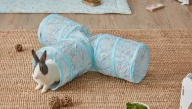rabbits